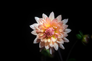 Image showing beautiful dahlia flower