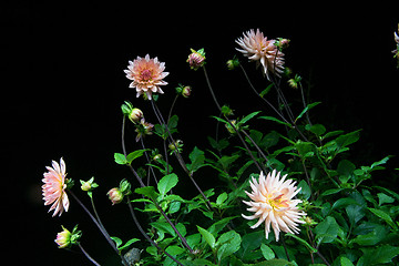 Image showing beautiful dahlia flower