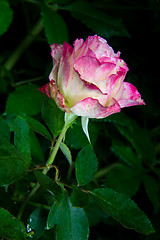 Image showing rose flower in garden