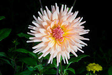 Image showing beautiful dahlia flower