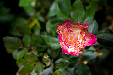 Image showing rose flower in garden