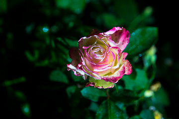 Image showing rose flower in garden