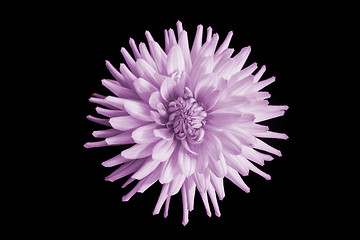 Image showing beautiful pink dahlia flower isolated