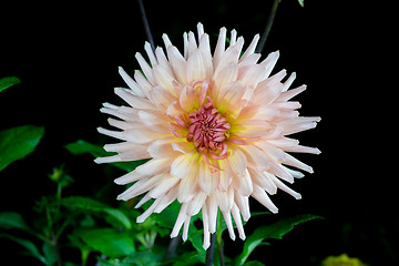 Image showing beautiful dahlia flower