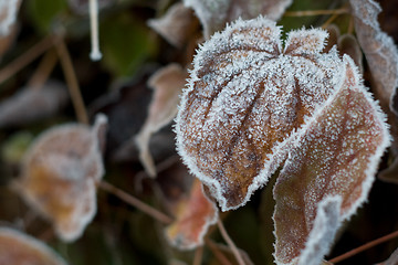 Image showing leaves with ice