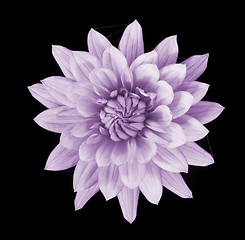 Image showing beautiful pink dahlia flower isolated