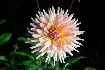 Image showing beautiful dahlia flower