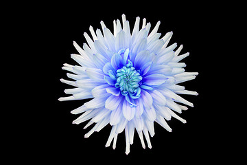 Image showing beautiful blue dahlia flower isolated