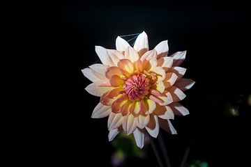 Image showing beautiful dahlia flower