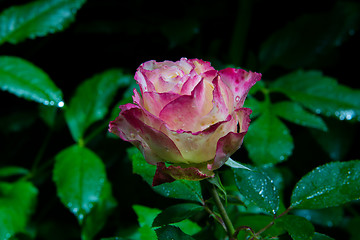 Image showing rose flower in garden