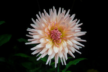 Image showing beautiful dahlia flower