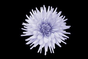 Image showing beautiful purple dahlia flower isolated