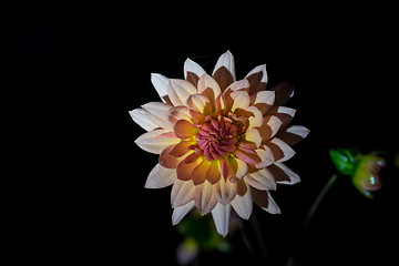 Image showing beautiful dahlia flower