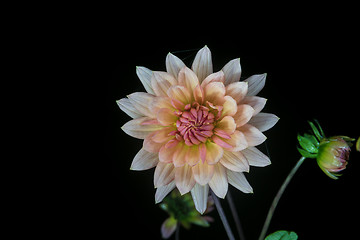 Image showing beautiful dahlia flower