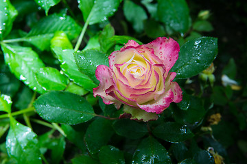 Image showing rose flower in garden