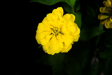 Image showing beautiful yellow flower