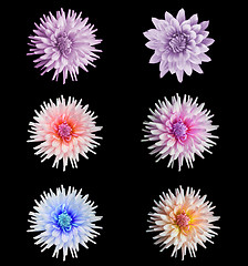 Image showing beautiful dahlia flower set