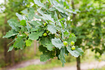 Image showing oak branch with acorns and leaves in forest