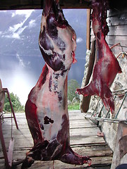 Image showing Slaughtered deers