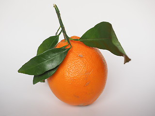 Image showing Orange fruit