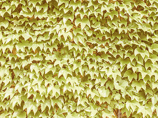 Image showing Retro looking Ivy leaves