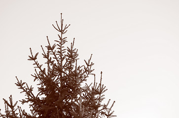 Image showing Retro look Pine tree