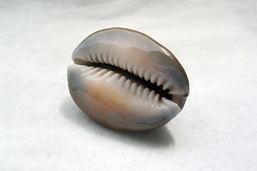 Image showing shell on grey background