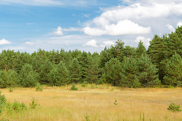 Image showing summer spruce forest and field