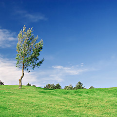 Image showing Pine Tree on green field