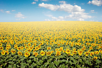 Image showing Sunflower Field