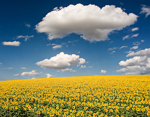 Image showing Sunflower Field