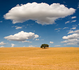 Image showing Summer Scene