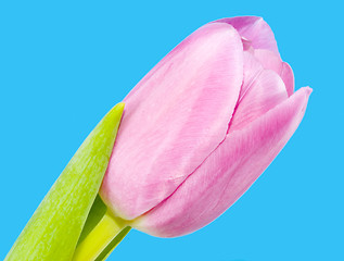 Image showing Pink Tulip