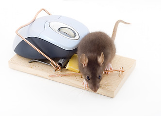 Image showing Clever Mouse