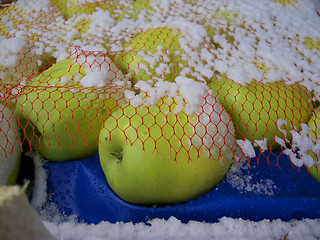 Image showing snowy golden apples