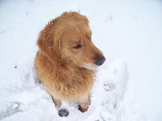 Image showing my dog on snow