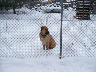 Image showing captive dog