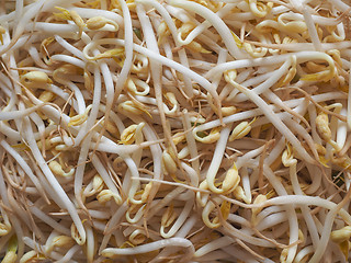 Image showing Mung bean sprouts vegetables