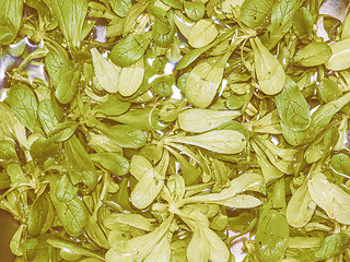 Image showing Retro looking Green salad vegetables