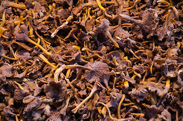 Image showing Funnel Chantarelles all over