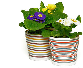 Image showing Three Multicolored Primroses