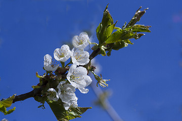 Image showing blossoming plum tree