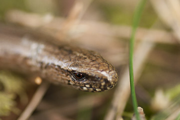 Image showing slow worm