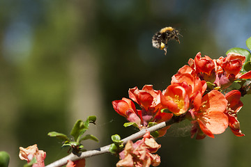 Image showing bumble bee over a japanese quince