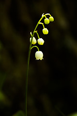 Image showing lily of the valley