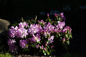 Image showing Rhododendron