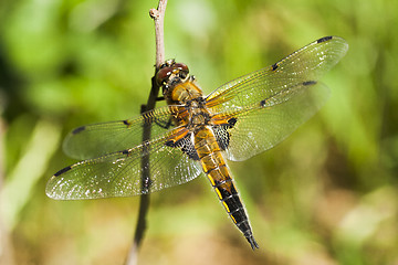 Image showing dragon fly