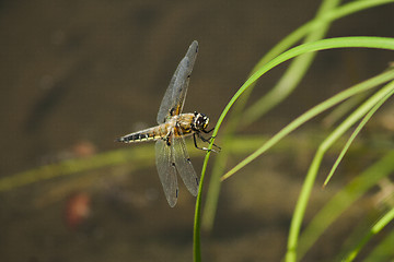 Image showing dragon fly on grass