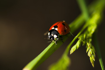 Image showing lady bird