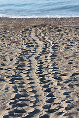 Image showing Turtle tracks in sand on beach